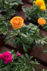 Orange, pink and yellow ranunculus or buttercups