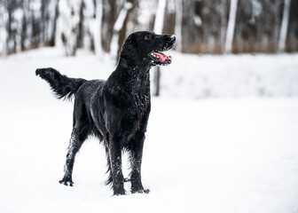 dog in snow