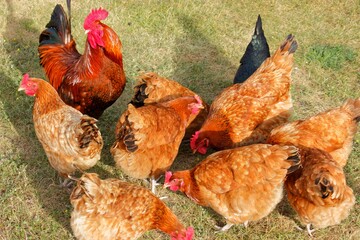 Free range cock and hens 