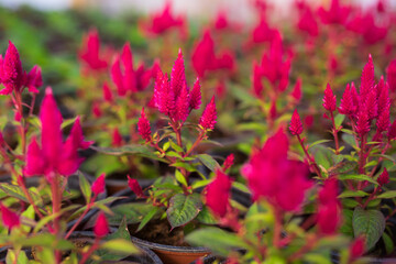 Blooming pink celosia's flower heads