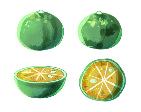 233 Best シークワーサー Images Stock Photos Vectors Adobe Stock 233 Best シークワーサー Images Stock Photos Vectors Adobe Stock