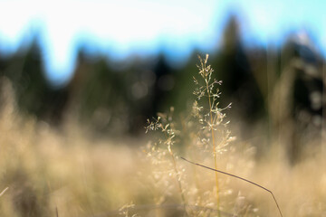 beautiful grass fluttering in the wind, photographed close up
