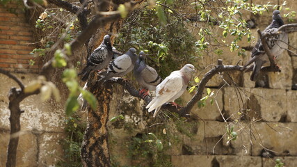 pigeons sitting on branches against the background of a beautiful antique wall 