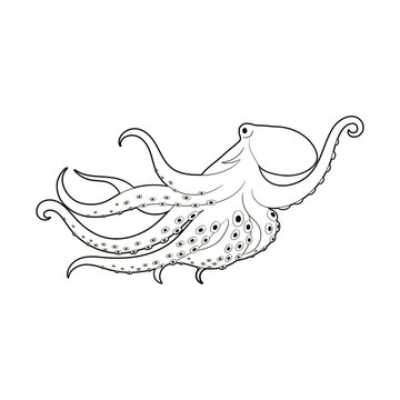 octopus, cuttlefish, black and white isolated image, sketch, coloring book, sticker, vector illustration, doodle, line art