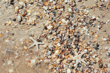 Starfish on the beach together with small seashells
