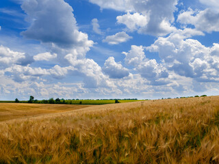 landscape of a wheat field and blue sky with white clouds. High quality photo