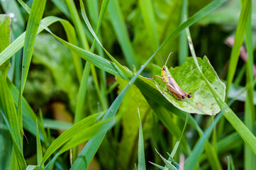 Cavalletta posata su foglia