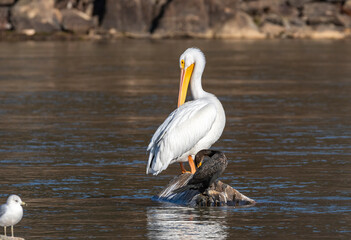 A white pelican and a cormorant perched on a small rock in the center of the yacking river in Davison County NC, two birds one large other small one white one black and brown both preening left side