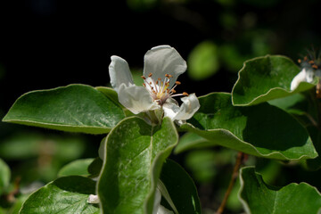 Quitten-Blüte, Cydonia oblonga,  Konstantinopeler Apfelquitte,  Einzel-Blüte, nah