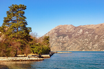 Winter Mediterranean landscape. Montenegro, Adriatic Sea. Pine tree on coast of Kotor  Bay