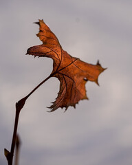 Fototapeta premium The last autumn leaves during the winter weather