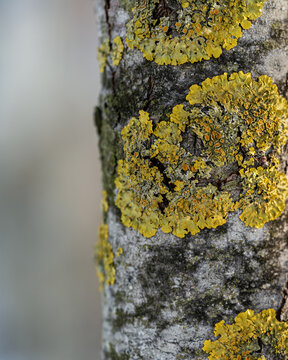 Overgrown tree in a nearby city park