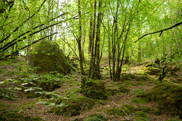 Moss covered rocks and trees in the forest Huelgoat in Finistere, Britanny, France. Forest like fairly tails. 