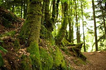 Fototapeta premium Moss covered trees in the forest Huelgoat in Finistere, Britanny, France. Forest like fairly tails. 