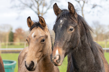 Obraz premium Two One year old horses in the pasture. A black and a brown, yellow foal. They stand side by side as friends. Selective focus