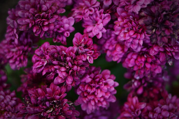Obraz premium Textura de flores en color fucsia, rosa. Fondo de flores rosadas
