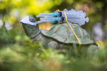 vacuna sobre tortuga en jardín 
