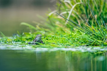 Foto op Aluminium frog on green pond  © Marc Andreu
