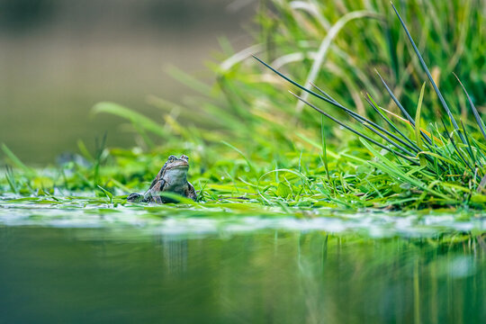 frog on green pond
