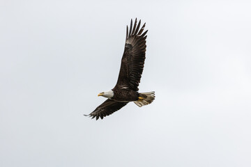 Fototapeta na wymiar Bald eagle in flight
