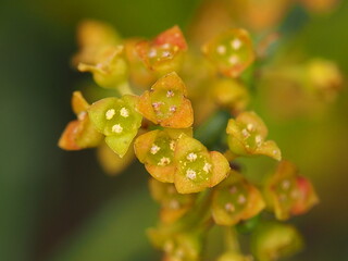 Poet's Cassia (Osyris alba)