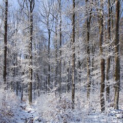 Winter beech forest, branches covered with snow, protected landscape area Brdy, winter sunny day in the forest