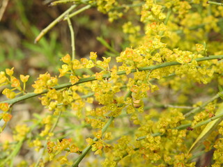 Poet's Cassia (Osyris alba)