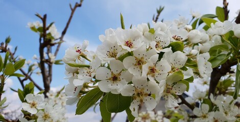 Spring pear branches flowers blooming on a sunny day over blue sky background