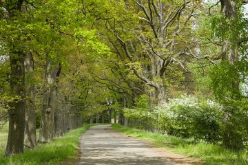 Fototapeta na wymiar Oak alley in the Padrť area, to the extinct village in the former military territory, today the protected landscape area of Brdy, a popular tourist destination