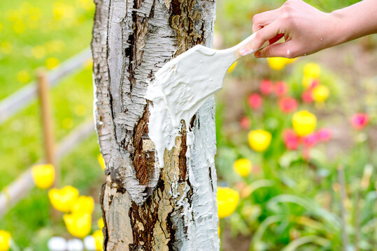 whitewashing of a young apple tree in early spring on a sunny day. protect it from insects and fungal diseases. farmer gardener's hand covers the whitewashed trunk of a young apple tree.