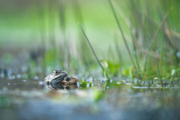 frog couple on green pond
