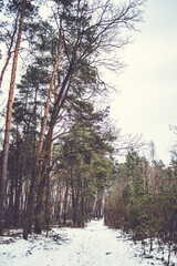 Green pine crowns and blue sky