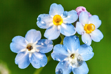 Beautiful wild forget-me-not Myosotis flower blossom flowers in spring time. Close up macro blue flowers with rain drops, selective focus. Inspirational natural floral blooming summer garden or park.