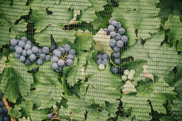 Grapes in Vineyard Closeup photo