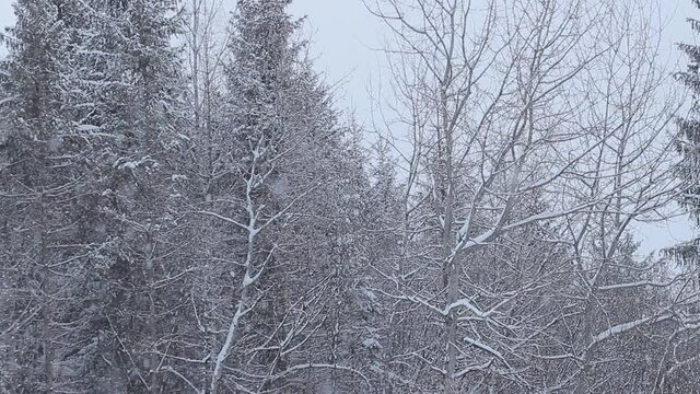 Slavske, Ukraine. View of the forest in Slavske, Ukraine in winter. Snowfall in the mountains.