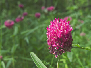One red clover flower on the blurred background of others