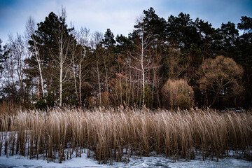 Dry grass and snow in winter, on a forest glade