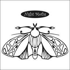 vector line drawing of night moth, black and white
