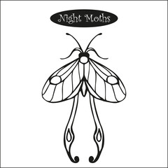 vector line drawing of night moth, black and white
