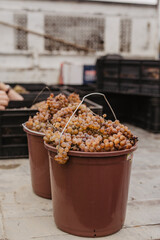 Autumn Grape Harvest — Fresh Grapes Collected in Baskets