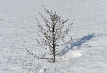 Fototapeta na wymiar arbol con nieve
