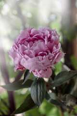 Bud of a peony. Open peony Bud. Pink peonies in the backyard
