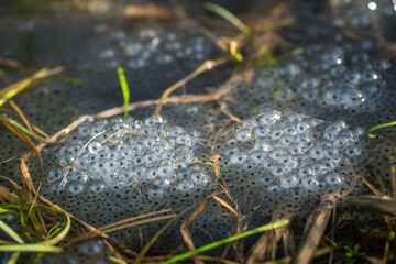 frog eggs on water surface