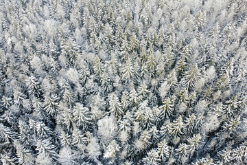 Aerial view of winter nature. Trees covered hoarfrost. Winter forest landscape with snowy trees, top view