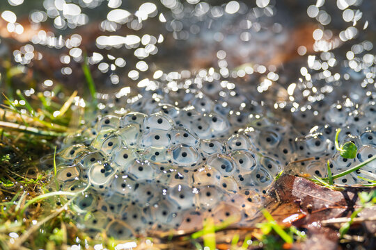 frog eggs on water surface