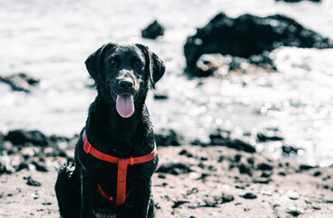 Labrador negro en la playa