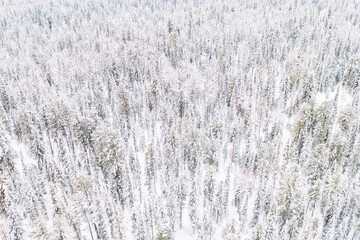 Aerial drone view of the forest in winter. Winter landscape with fir trees in snow from above