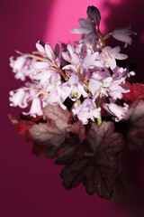 Hasenglöckchen Blumen. Bluebell Flowers