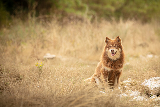 Lapponian herder seated