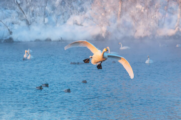 Fototapeta na wymiar White whooper swan flying over the nonfreezing winter lake. Altai, Russia